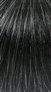 BFF PONY 112-12" thumbnail 14